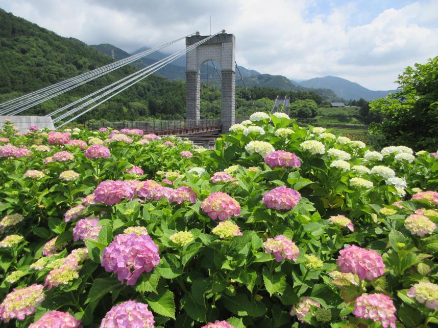 紫陽花1