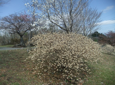 大野山山頂