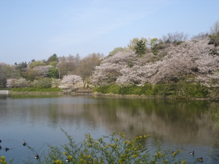 写真:三ツ池公園の桜と中の池