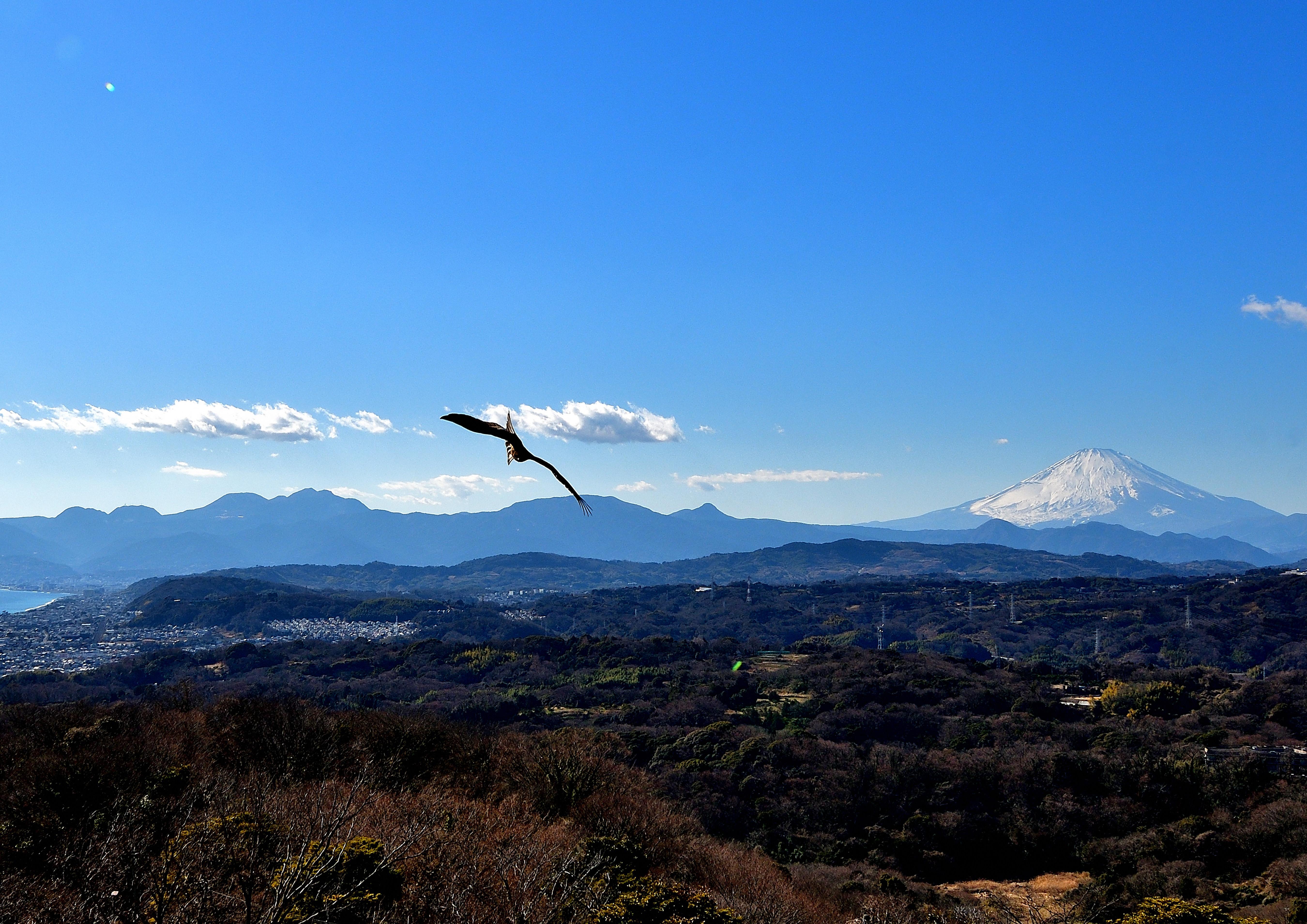 富士の御前、鳶の舞