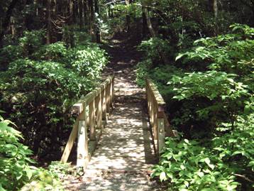 写真:探勝歩道の風景