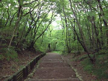 写真:姥子付近を通る探勝歩道の風景