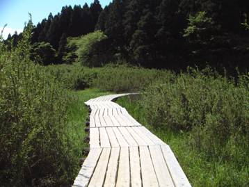 写真:お玉ヶ池付近の木道の風景